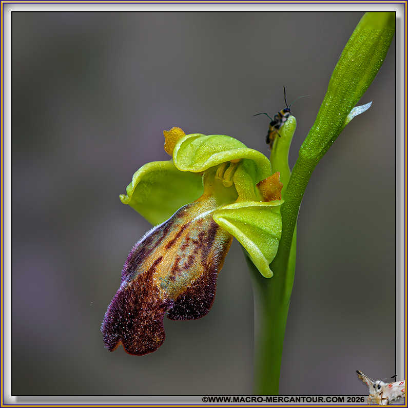 Ophrys des lupercales